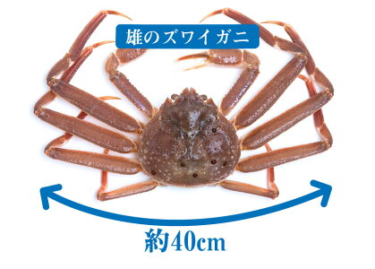セイコガニ100%石川県産松葉セイコガニ6〜8杯入り