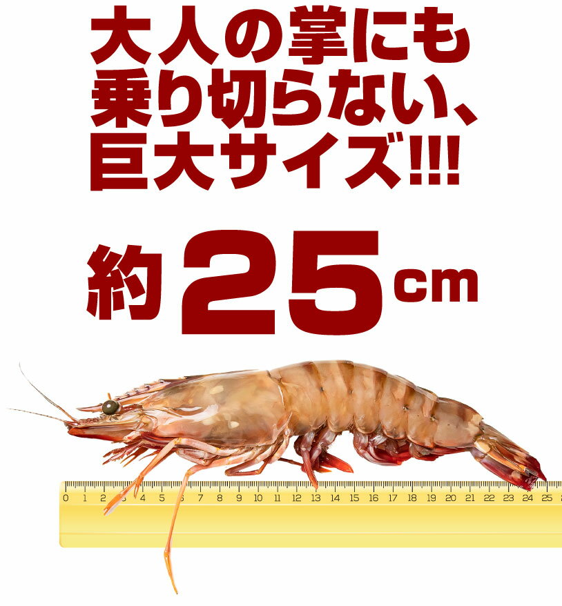 【送料無料】超特大ブラックタイガー 8尾入り 1尾約180g 約25cm 海老 有頭 バングラデシュ産 加熱用 えび バラ凍結 1.5kg