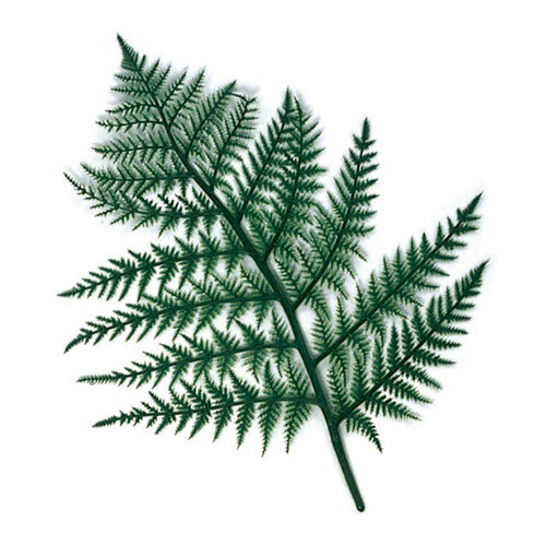 【忍草(10枚入)】 58926-1*