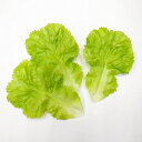 レタスリーフ3枚入(レタス造花・フェイクフード・食品サンプル)