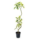 人工観葉植物 フィカスアルテシマ 120cm（インテリアグリーン・フェイクグリーン・フェイクプラント・擬木・鉢植え）
