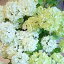 スノーボール・西洋カンボク(造花・アートフラワー)