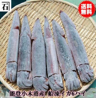 能登小木港産・船凍イカ（6ハイ・箱入り）1パイあたり260g～310g【冷凍イカ】【送料無料※北海道、沖縄、離島、一部地域を除く】【するめいか】【楽らくギフト】【お歳暮】【御中元】【贈り物】