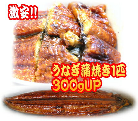 ★彡 ★彡 ★彡 ★彡 ★彡 ◆◆【市場直送】うなぎ1匹約300g（特大サイズ）（中国産）大放出！ ◆ 超特価業務用【市場直送】うなぎ約300g（特大サイズ）（中国産）大放出！ 今年のうなぎは値段が高騰しています。 1580円 で市場価格にてご提供いたします。 是非、ご賞味してみてください。原材料、賞味期限は下記でお確かめください。 ★彡 ★彡 ★彡 ★彡 ★彡 商品詳細 規格：うなぎ蒲焼約300g（中国産） 業務用（超特大サイズ） 電子レンジなどであたためてお食べください。 業務用なのでかなり格安商品となります。 　（一部沖縄、離島の地域を除く） この商品は京都中央卸売市場に入荷した商品ですので安心してお召上がり下さい その他ご質問があればお気軽にご相談して下さい。 コメント 誠意を持ってお取引をさせていただきますので何卒、宜しくお願い致します。 支払詳細 お支払い方法； クレジットカード ヤマト運輸、佐川急便の代金引換（代引き手数料一律324円） 銀行振り込み 郵便振替 クレジット 上記のどちらかでお願い致します。 お支払い金額： 税込み商品代金＋【佐川急便代引き使用の場合は324円】の合計金額をお支払いしていただきます。 発送詳細 ヤマト運輸、佐川急便冷凍クール便にて早急に配送いたします。 注意事項 ご注文後、当店からお送りするご注文確認メールをご覧ください。