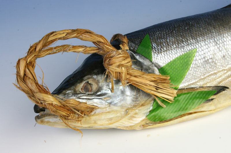 函館カネニ 活き活き便 鮭児 ケイジ さけ サケ トキシラズ