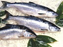 極上甘塩紅鮭約2.0kg