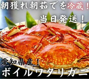 【国産ワタリガニ】美味しいワタリガニをお取り寄せ！おすすめは？