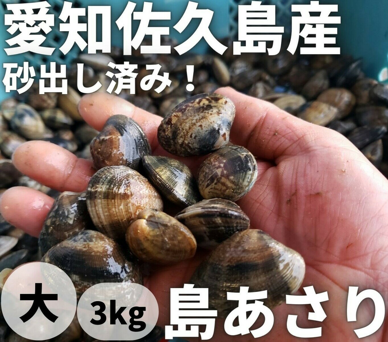 【佐久島県産】島あさり　愛知アサリ　浅利　佐久島ブランドあさり【送料無料】【国産】【大サイズ　3kg】