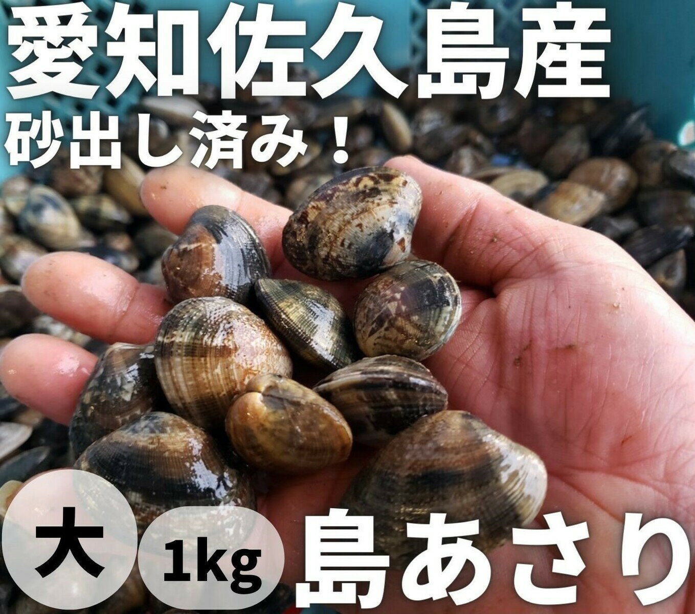 【佐久島県産】島あさり　愛知アサリ　浅利　佐久島ブランドあさり【送料無料】【国産】【大サイズ　1kg】