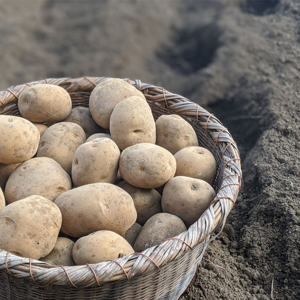 �Ṿ���ʤ�����������������ذ���������/���������/��������/�ܳʾ���/���㤬��/