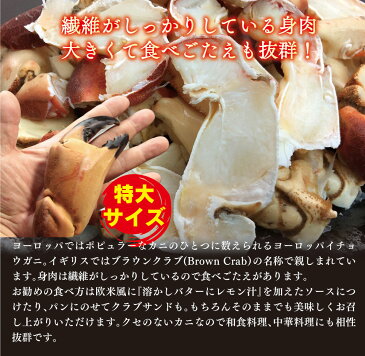エントリーでポイント10倍 年末 年始 配送受付中 / ブラウンクラブ爪下付爪 超特大 総重量1kg / かに カニ 蟹 ボイル ヨーロッパ ボイル お歳暮 御歳暮