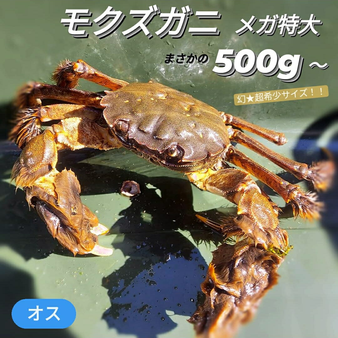 超希少！モクズガニ 天然 活 生 500g 超特大 メガサイズ オス 1匹 上海ガニ モクズ蟹 もく ...