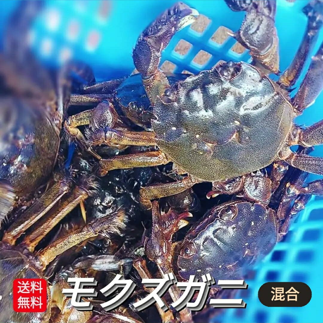 【早期予約割引クーポン発行中】 モクズガニ 天然 活 生 1kg 以上 15匹前後 上海ガニ 上海蟹 ...