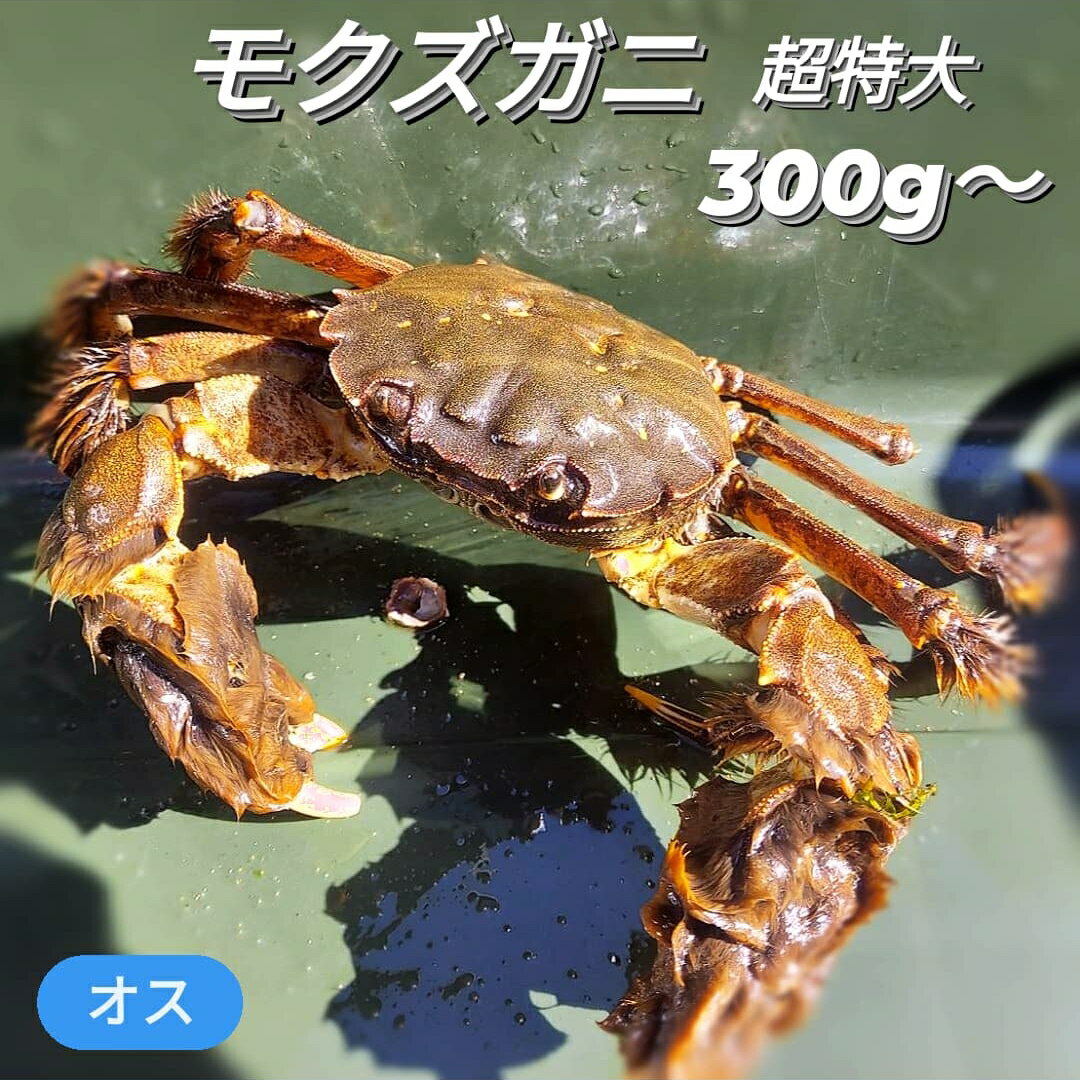 モクズガニ 天然 活 生 300g 前後～ 特大 超特大 1匹 上海ガニ モクズ蟹 もくずがに 国産 ...