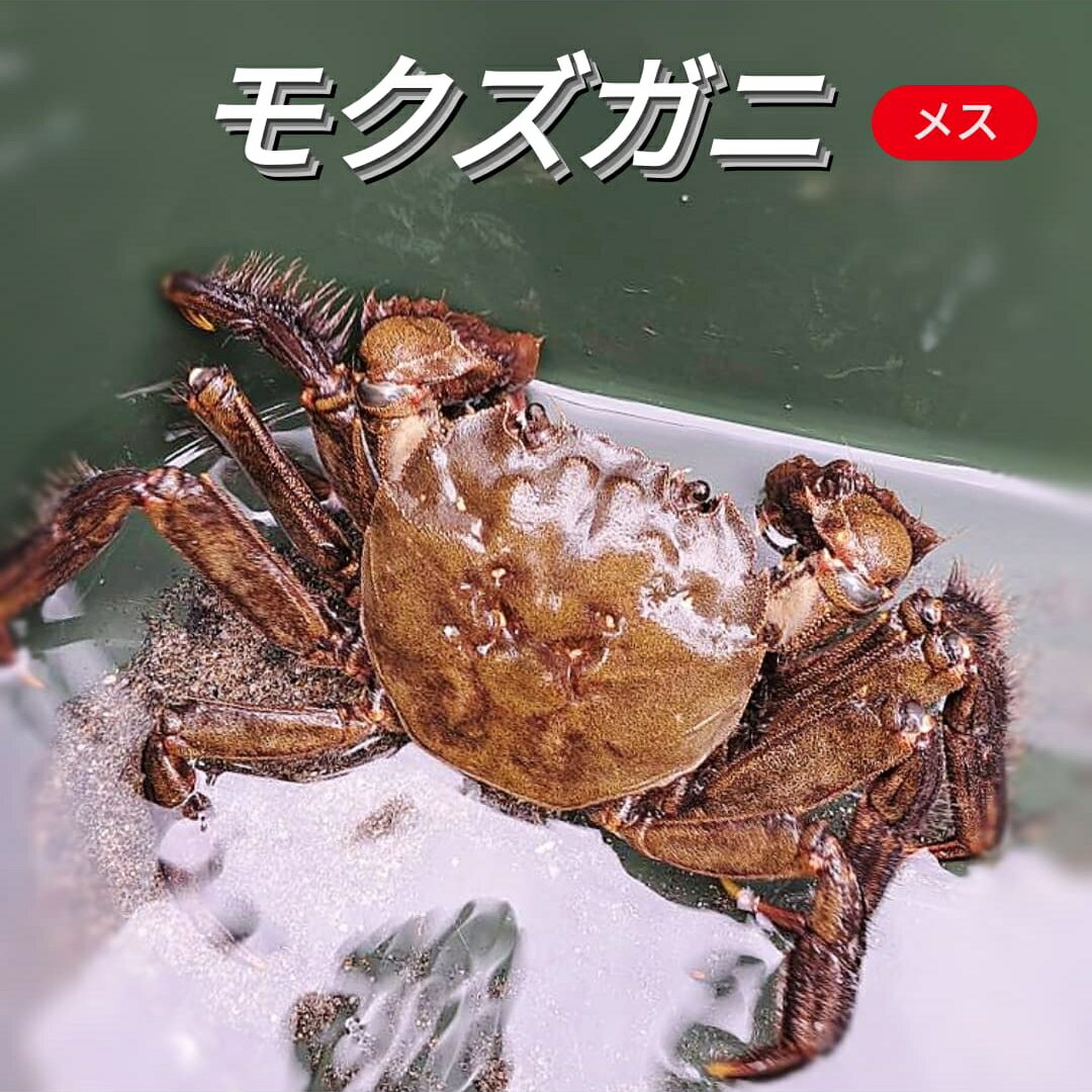 モクズガニ 天然 活 生 メス 雌 1匹 160g 以上 大 ～ 特大 サイズ 上海ガニ 上海蟹 モクズ蟹 もくずがに 国産 兵庫県 藻屑蟹 藻くずガニ 川がに 川蟹 ツガニ ツガネ ケガニ 川ガニ カワガニ ヤマタロウガニ ズガニ ガンチ カニ ツガニ汁 唐揚げ 味噌汁 蒸し 茹で ボイルのサムネイル