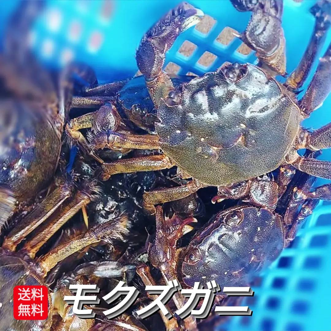 上海蟹 【早期予約割引クーポン発行中】 モクズガニ 天然 活 生 1kg 5～6匹前後 上海ガニ 上海蟹 モクズ蟹 もくずがに 雄 オス 大サイズ 国産 兵庫県 藻屑蟹 藻くずガニ 川がに 川蟹 ツガニ ツガネ ケガニ 川ガニ カワガニ ヤマタロウガニ ズガニ ガンチ カニ ツガニ汁 大サイズ