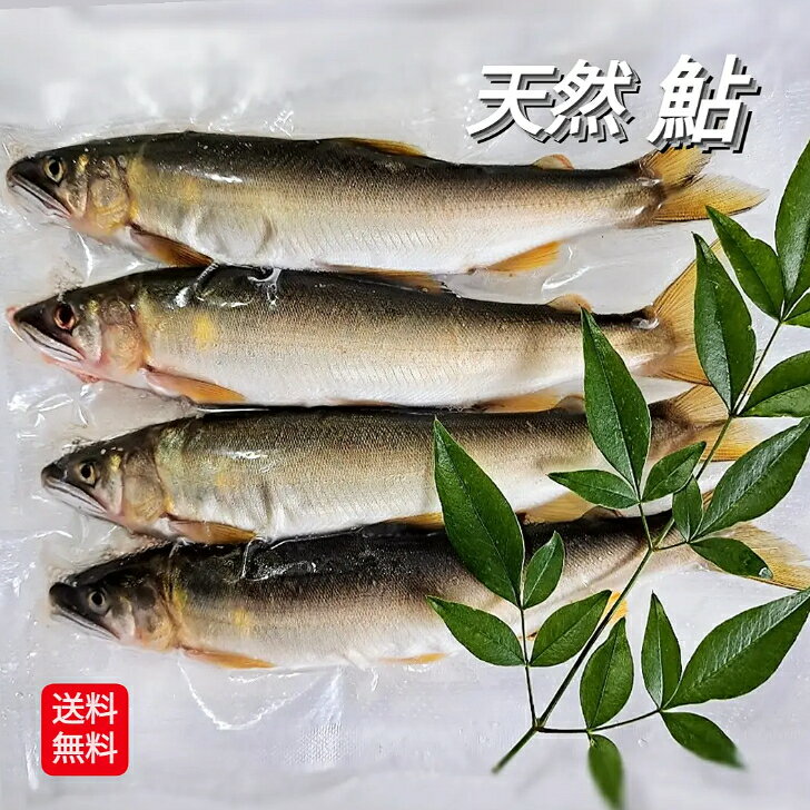 天然鮎 冷凍 4尾 中サイズ 天然 鮎 アユ 岸田川 清流 小分け 真空冷凍 新物 魚 焼き魚 焼魚 塩焼き 川魚 バーベキュー BBQ キャンプ飯 200g 以上