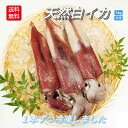 白いか 剣先イカ 3~4本 大サイズ 1kg 剣先いか 丸ごと 急速冷凍 1本ずつ 個包装 お造り用 生冷凍 冷凍 ケンサキイカ 烏賊 しろいか 白イカ 剣先 ...