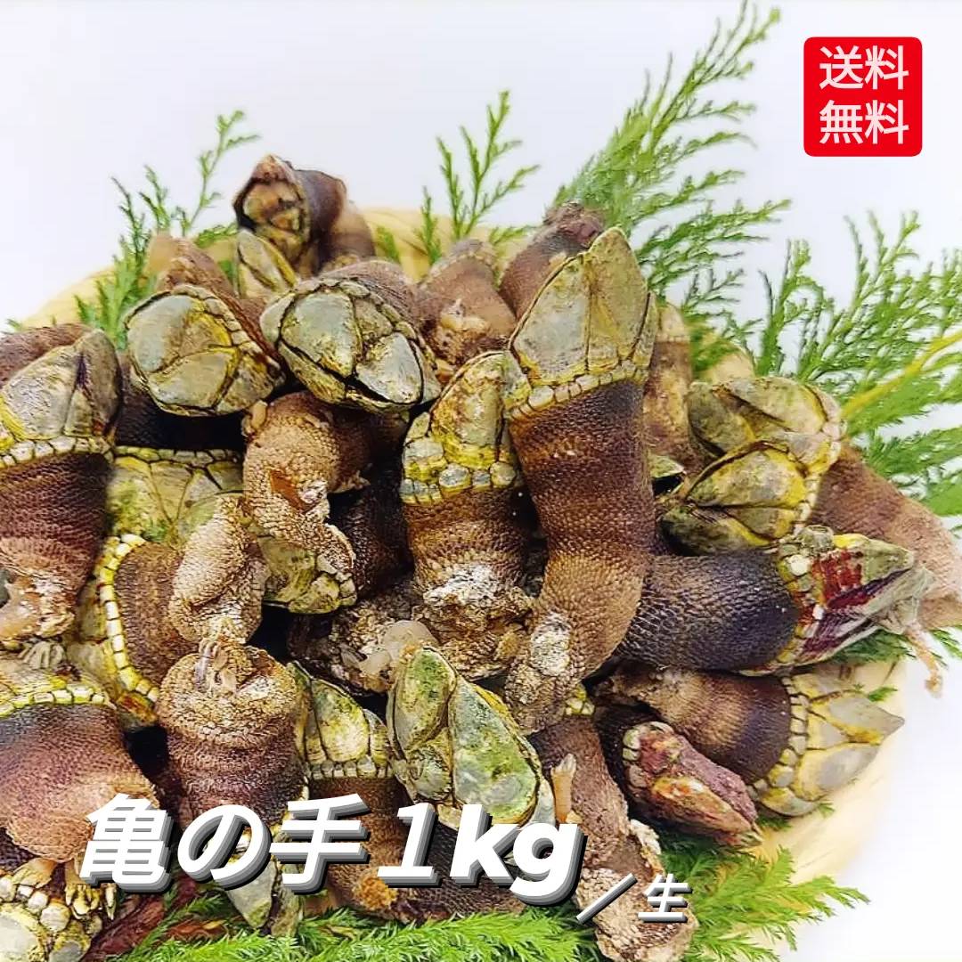 新物入荷 亀の手 カメノテ カメの手 かめのて 生 1kg 珍味 採れたて 新鮮 高級 希少 ペルセベ ペルセベス 簡単レシピ付き フレッシュ 未冷凍 お徳用 サイズ混ざり 日本海 浜坂産 兵庫県 鳥取県 鷹の爪 ゴジラ 酒の肴 アテ つまみ 甲殻類 送料込み