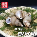 白バイ貝 バイ貝 白バイ 活 白 しろばい 1kg 9~13個 【9月水揚げ開始】 日本海 兵庫県 浜坂 京丹後 新鮮 高級 肝が旨い シロバイ エッチュウバイ...