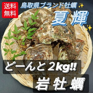 【天然活 岩牡蠣 生 岩カキ夏輝】ブランド岩ガキ かき貝2kg(9~11個入) 中サイズ BBQ 海鮮バーベキューにも◎【日本海/鳥取県/なつき/殻/新鮮/グルメ/肴/アテ】誕生日 プレゼント 贈答品 父の日 母の日 お祝い お中元 お歳暮 送料無料