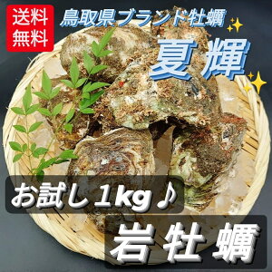 【天然活 岩牡蠣 生 岩カキ夏輝】ブランド岩ガキ かき貝1kg(5個入) 中サイズ BBQ 海鮮バーベキューにも◎【日本海/鳥取県/なつき/殻/新鮮/グルメ/肴/アテ】お試し 誕生日 プレゼント 贈答品 贈り物 父の日 母の日 お祝い お中元 お歳暮 送料無料