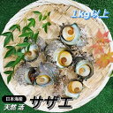 サザエ さざえ 天然 活 1kg 5個~13個入 生きたまま発送 BBQ バーベキュー 海鮮 活サザエ 生 日本海産 鳥取県 兵庫県 新鮮 栄螺 貝 グルメ 肝...