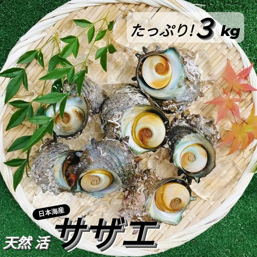 商品情報名　称天然活サザエ（サイズ混合）内容量3kg以上（15〜39個前後）産地名日本海産（鳥取県か兵庫県）発送について活きたままの状態で発泡スチロールに入れクール便で発送。※※サザエは低温で冷眠状態となり動かなくなって届くことがありますが、鮮度は保たれています。【ご注意】お届けに2日以上かかる地域は加熱用としてご利用下さい。※万が一、死着したものは加熱してお召し上がりください。 ※発送日を含め3日以内にお召し上がりください。 ※到着後は必ず冷蔵保存でお願いします。 ※活き物ですので到着後は出来るだけお早めにお召し上がりください。 ●色々なご用途でご利用いただいております。 ※旬の食材等、商品によってご希望のご用途に対応できない場合もございます、予めご了承下さいませ。 お祝い・内祝い・お返し・季節の贈り物 贈り物 プレゼント お土産 手土産 贈答 贈答品 ギフト お見舞 ご挨拶 引越し 誕生日 バースデー お取り寄せ 成人祝 卒業祝 結婚祝 出産祝 誕生祝 初節句祝 入学祝 就職祝 新築祝 開店祝 移転祝 退職祝開店祝い 開業祝い 周年記念 記念 お見舞 退院祝 定年退職 転勤 昇進祝 栄転祝 来客 お客様 20代 30代 40代 50代 60代 70代 80代 還暦 古希 喜寿 米寿 記念日 パーティ ■----- 季節のイベント -------------　-------------　-------------　-------------　------------- 1月 お年賀 お正月 おせち お節 福袋 2022 成人の日 2月 節分 旧正月 バレンタインデー 3月 ひな祭り ホワイトデー 卒園 卒業 お花見 春休み 手巻き寿司 4月 イースター 入園 入学 就職 入社 新生活 新年度 行楽 ピクニック 5月 GW ゴールデンウィーク こどもの日 母の日 6月 父の日 ブライダル 7月 バーベキュー BBQ 海 川 夏休み 七夕 お中元 暑中見舞い 海の日 8月 夏休み 残暑見舞い 山の日 お盆 帰省 9月 敬老の日 シルバーウィーク 10月 孫の日 運動会 学園祭 ブライダル ハロウィン 11月 七五三 勤労感謝の日 12月 お歳暮 クリスマス 大晦日 冬休み 寒中見舞いサザエ さざえ 天然 活 3kg以上 BBQ バーベキューにも 大量 新鮮 栄螺 貝 グルメ 肝が旨い 刺身 浜焼き つぼ焼き 壺焼き 壷焼き 肴 アテ 誕生日 プレゼント 贈答品 敬老の日 お祝い お中元 お歳暮 活きた新鮮なサザエが沢山届くのでお刺身にもBBQにも浜焼きにも◎色々出来ます♪ 3kgでこのお値段！！！とりあえずお試しで出してます。発泡スチロールもしくは撥水宅配箱でに入れクール便でお届けしますので、鮮度も保たれて安心☆BBQでも大活躍のサザエ、もしかしたら沢山欲しい人もいるのかも？と思って作ってみました3キロ入り活サザエ。かなりお買得な値段設定にしているので、状況を見てお値段は変えていくかも知れません。ご入用の予定がある方は、ぜひこの機会にご注文下さいませ☆出来る限りお値段下げるために、保冷剤は入れませんがご了承下さいませ。※お受取りになられたら、即10℃以下で保存して頂きお早めにお召し上がり下さい。 ※別途送料がかかります。※発送日を含め3日以内にお召し上がりく下さい。※到着後は必ず冷蔵保存でお願いします。※活き物ですので到着後は出来るだけお早めにお召し上がり下さい。 12