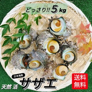 サザエ さざえ 楽天 最安値 挑戦 天然 活 5kg以上(25〜65個入) BBQ バーベキュー 大量 新鮮 栄螺 貝 グルメ 肝が旨い 刺身 浜焼き つぼ焼き 壺焼き 壷焼き 肴 アテ 誕生日 プレゼント 贈答品 敬老の日 お祝い クール便 レビュー キャンペーン ホタルイカ 父の日