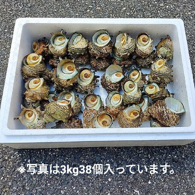サザエ さざえ 天然 活 3kg 以上 15個〜39個入 BBQ バーベキュー 海鮮 活サザエ 大...