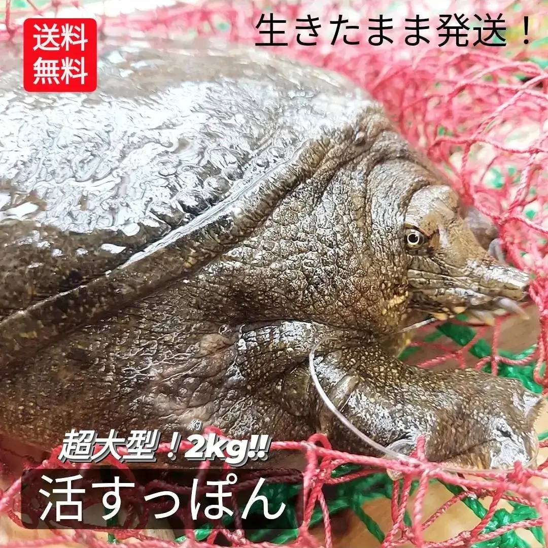 生 天然すっぽん 活すっぽん スッポン 鼈 活 2kg 生体 亀 カメ 生きたまま発送 国産 天然 すっぽん 養殖じゃない 特大 超大型 大型 最高級品 希少品 活け 未冷凍 7～8人前 以上 1匹丸ごと 姿 新鮮 すっぽん鍋 コラーゲン 滋養強壮 説明書付き