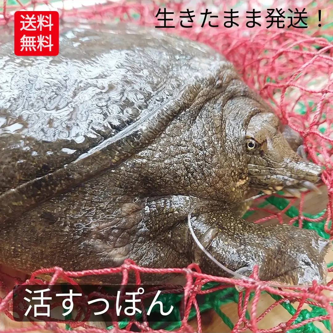 生 活すっぽん 天然すっぽん 活 スッポン すっぽん 鼈 500g 以上 生体 亀 カメ 生きたまま発送 国産 天然 養殖じゃない 最高級品 希少品 活け 未冷凍 2～3人前 1匹丸ごと 姿 すっぽん鍋 スタミナ ぷるぷる コラーゲン 滋養強壮 美肌 健康 兵庫県 送料無料 説明書付