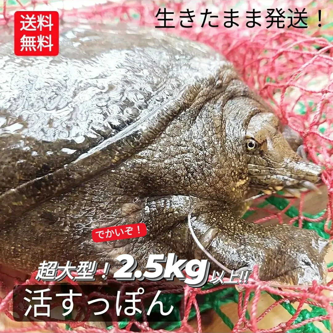 生 天然すっぽん 活すっぽん スッポン 鼈 活 2.5kg 以上 生体 亀 カメ 生きたまま発送 国産 天然 すっぽん 特大 超大型 大ぶり 最高級品 希少品 未冷凍 10人前 以上 1匹丸ごと 姿 すっぽん鍋 黄金だし コラーゲン 滋養強壮 説明書付 現品限り