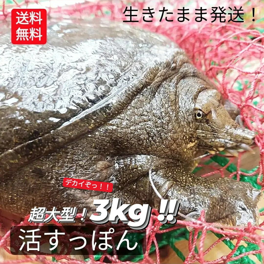 生 天然すっぽん 活すっぽん スッポン 鼈 活 3.5kg 以上 生体 亀 カメ 生きたまま発送 国産 天然 すっぽん 養殖じゃない 特大 超大型 最高級品 希少品 未冷凍 13人前 〜 1匹丸ごと すっぽん鍋 コラーゲン 滋養強壮 説明書付 現品限り