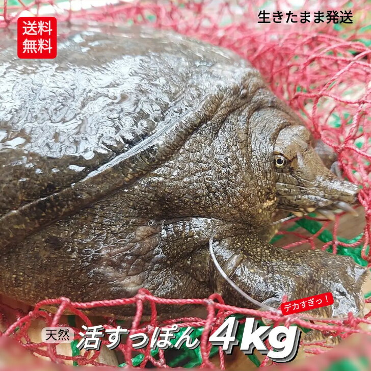 生 天然すっぽん 活すっぽん スッポン 鼈 活 4kg 生体 亀 カメ 生きたまま発送 国産 天然 すっぽん 養殖じゃない 特大 超大型 最高級品 希少品 未冷凍 15人前 〜 1匹丸ごと すっぽん鍋 コラーゲン 滋養強壮 説明書付 現品限り 冬眠に入るため10月末で販売終了！