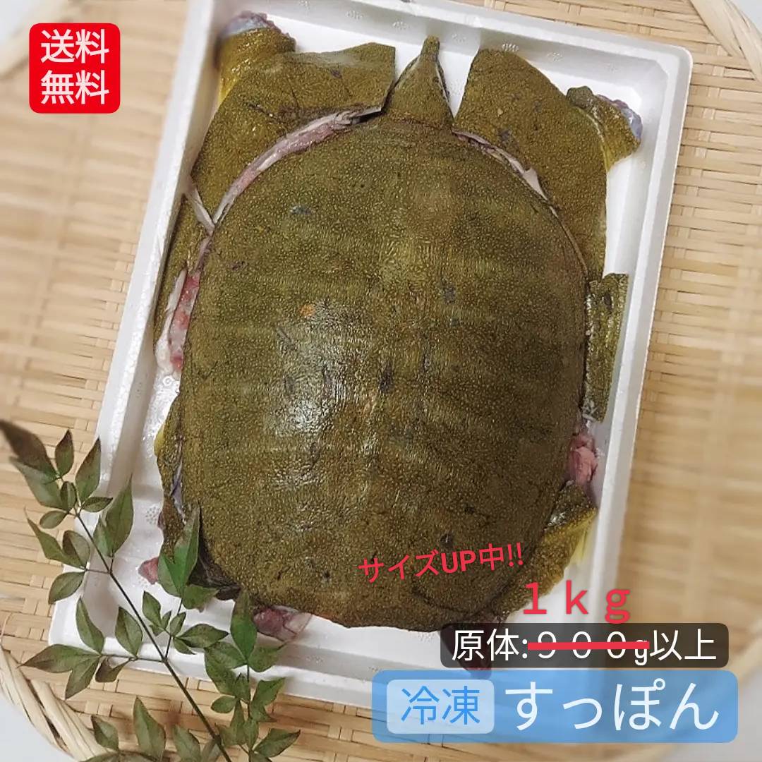 すっぽん スッポン 捌き 鼈 冷凍 冷蔵 1kg 以上 捌き済み 解体 下処理済み 簡単レシピ付き  ...