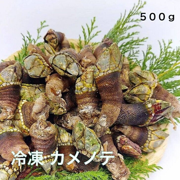 冷凍 亀の手 カメノテ かめのて カメの手 500g 珍味 サイズ混ざり 急速冷凍 高級 希少 ペルセベ ペルセベス 簡単レシピ付き 日本海 浜坂産 兵庫県 鳥取県 鷹の爪 ゴジラ 酒の肴 アテ つまみ 甲殻類 クール便