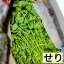 せり 天然 山菜 セリ 根無し 500g 1kg 大小混在 バラ詰め 自生 新鮮 鮮度抜群 朝採れ 採れたて 期間限定 春の山菜 野草 無農薬 無肥料 オーガニック 有機 ※今季初出品記念で赤字価格から販売し段階的に正規値にしていきます。少しでも早い時期の方がお得に購入できます。 1,600円