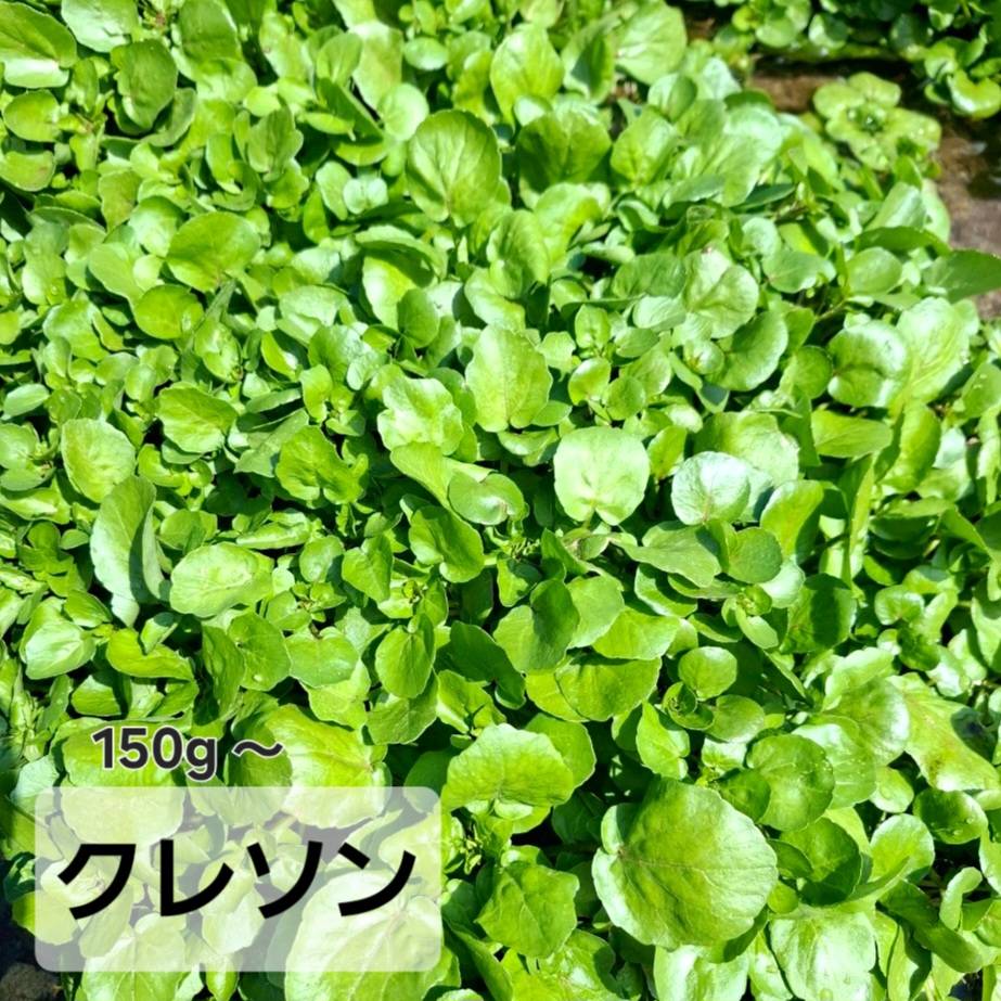 クレソン 天然 山菜 くれそん 根無し 150g 300g 500g 1kg オランダがらし 自生 新鮮 鮮度抜群 朝採れ 採れたて 期間限定 春の山菜 野草 無農薬 無肥料 オーガニック 有機 スーパーフード 最強野菜 栄養満点 ★5/15頃受付終了予定