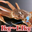 【1kg〜1.1kg】指落ち活かに(津居山かに・柴山かに・香...