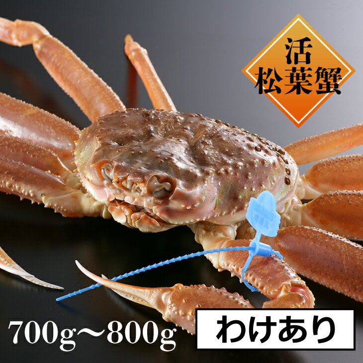 訳あり 活松葉ガニ 700g 800g 900g 1kg 松葉蟹 松葉かに かに カニ 蟹 ズワイガニお取り寄せ 冬ギフト ..