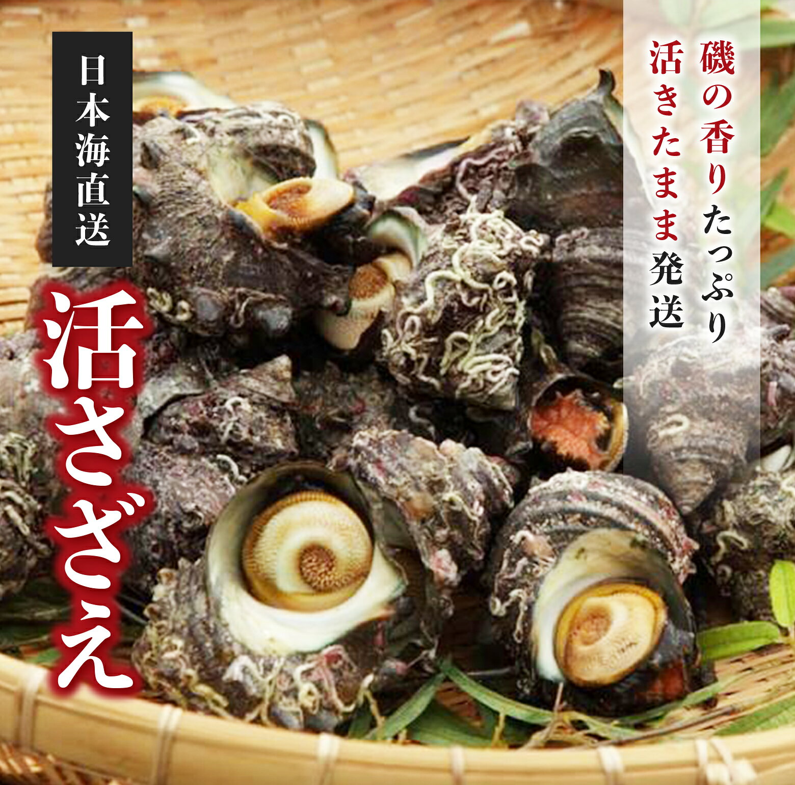 サザエ 壺焼き用 1kg 70g～100g 10個～14個 天然 日本海 京都 京丹後産 活きたまま...