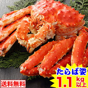 北海道紋別加工 ボイルたらば姿【約1.1kg】【送料無料】［ 特大 ボイル ボイル済み ボイル姿 かに カニ 蟹 たらば蟹 タラバ蟹 タラバガニ タラバ ］