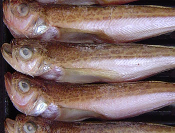 天塩干はたはた超特大サイズ1kg箱【にほん一の市】