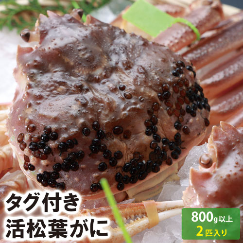 【24-112】活松葉がに（生）　800g以上（2匹入り）　(冷凍又は冷蔵)　【松葉かに】【松葉ガニ】