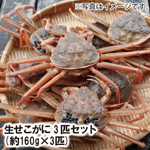 【25-011】生セコかに 中3匹 (160g×3匹) (冷凍又は冷蔵)【セコガニ】【せこがに】【松葉ガニ】【松葉かに】【松葉ガニ雌】