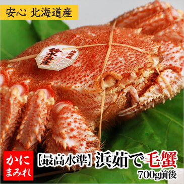 浜茹で毛ガニ・特大 無添加(700g前後) 【身入りランク業界最高水準:3特〜4特】