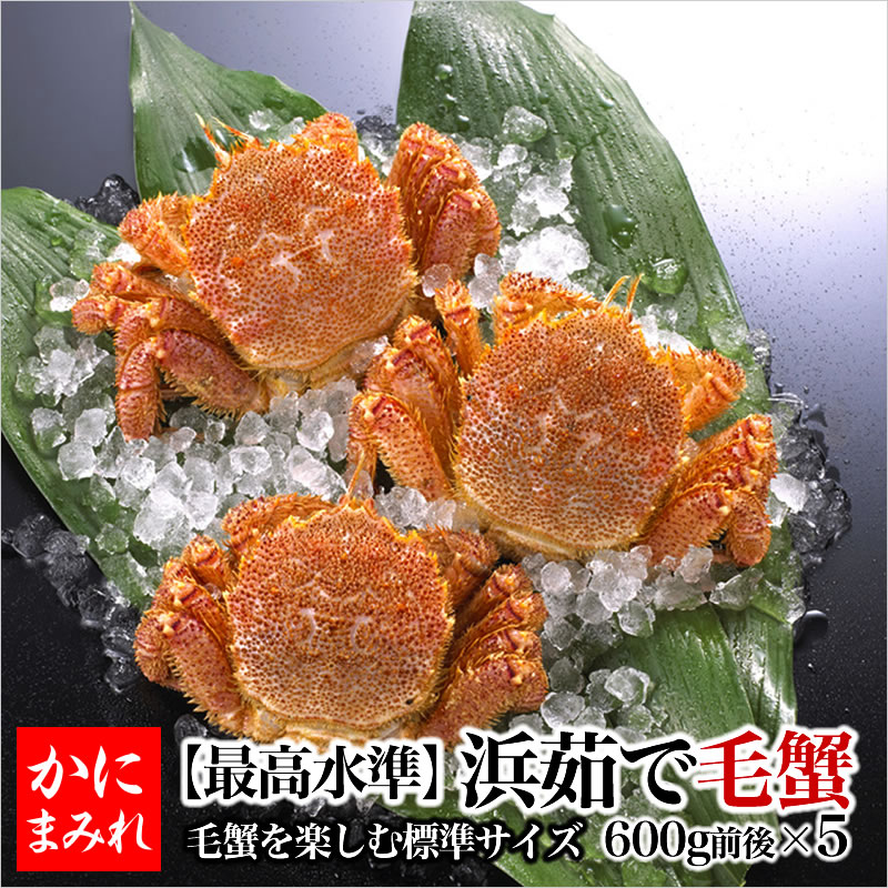 【当店人気NO1】無添加 浜茹で毛ガニ【業界最高3〜4特ランク堅蟹】(600g×5杯)3%OFF!別格の枝幸・雄武産、海明け毛ガニ!:かにまみれ-全品訳なし専門店