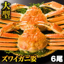 【お値引きクーポン配布中】3.6kg6尾 大型ボイルズワイガニ姿 総重量:約3.6kg(6尾 正味重量3kg) ズワイガニ かに カニ 蟹 ずわい蟹 姿 蟹姿 かにみそ 蟹みそ かに身 カニ身 ずわいがに 甲羅盛 鍋 ボイル 全国送料無料