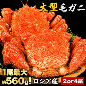 【お値引きクーポン配布中】2尾約1.2kg 4尾約2.4kg 大型毛ガニ (ボイル済) カニ かに 蟹 毛蟹 毛がに カニ味噌 蟹ミソ 甲羅 甲羅酒 ロシア産 大型サイズ 蟹味噌 満足良品館 全国送料無料